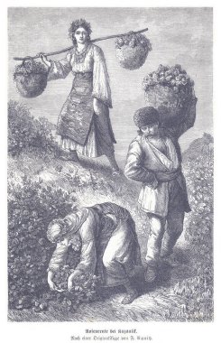 Üç kadının çiçek topladığı, çiçek açan yamaçta büyük sepetler taşıdığı eski moda gravür sahnesi. Emek, toplum ve mevsimsel yaşamı aktaran nostaljik bir kırsal an.