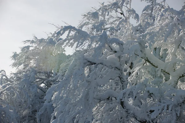 Nieve fresca en las ramas — Foto de Stock