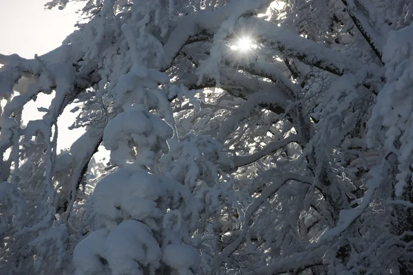 Neuschnee auf Ästen — Stockfoto