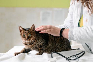 Bir veteriner klinik muayene masasında bir tekir kediyi nazikçe okşar. Yakınlarda bir steteskop var, şefkatli hayvan bakımı, sağlık kontrolü ve evcil hayvan bakıcısı ile bakıcı arasındaki bağ.