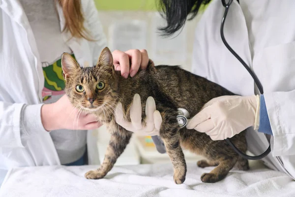 Doktor kalbini dinlemek için steteskop kullanırken bir kedi veteriner ekibi tarafından nazikçe tutulur. Eldivenler, beyaz önlükler ve sakin bakım profesyonel hayvan sağlığı denetimini iletir..