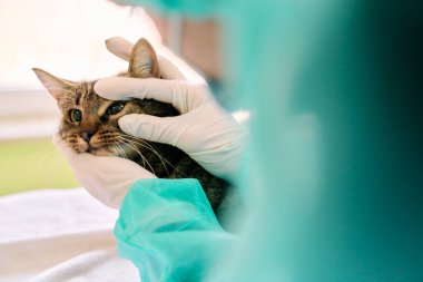 Bir evcil kedi tıbbi muayene sırasında eldivenli veteriner tarafından nazikçe tutulur. Sahnede profesyonel bakım, hayvan sağlığı ve sakin bir klinik ortamı vurgulanıyor.