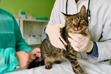 Beyaz önlüklü ve eldivenli bir veteriner koruyucu giysili personelin yardımıyla aşı olurken bir kedi klinik masasında oturuyor. Klinikte sakin, profesyonel bir veteriner sahnesi..