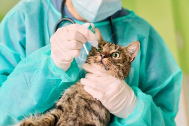 Deniz mavisi önlüklü bir veteriner meraklı bir kediye göz damlası atar. Eldiven ve şırınga kullanır. Güvenli, profesyonel hayvan bakımı sahnesi.