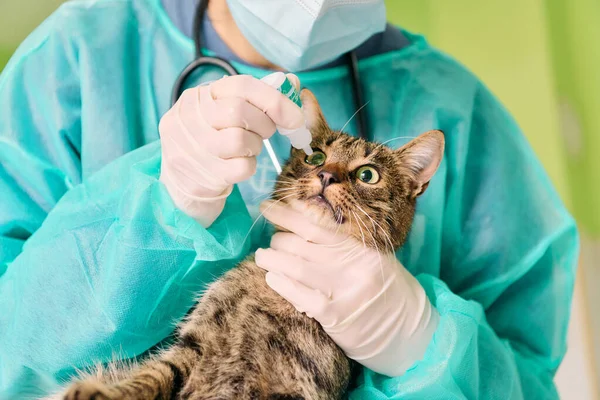 Deniz mavisi önlüklü bir veteriner meraklı bir kediye göz damlası atar. Eldiven ve şırınga kullanır. Güvenli, profesyonel hayvan bakımı sahnesi.