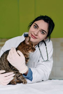 Beyaz önlüklü şefkatli bir veteriner bir kedi tutuyor, steteskop kullanarak sağlığını kontrol ediyor. Sahne, veterinerlik kliniğinde bakım, profesyonellik ve hasta konforunu taşır..