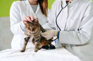 Klinik masasındaki bir kedi, tıbbi personelden rutin bir kontrol alır. Bir veteriner steteskop kullanırken bir teknisyen kediyi nazikçe okşar, bakım, profesyonellik ve evcil hayvan sağlığı gözetimi yapar..