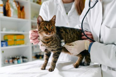 Bir kedi klinik masasında dururken, bir veteriner, eldivenli ve beyaz önlüklü, kediyi nazikçe tutuyor ve rutin bir sağlık muayenesi sırasında steteskopla dinliyor..