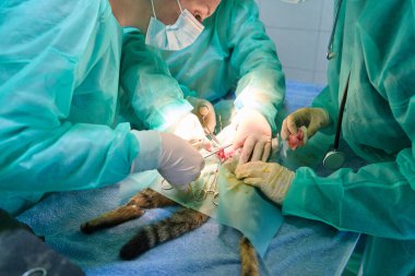 Bir veteriner cerrahi ekibi steril bir ameliyathanede anestezi altındaki bir kediye acil durum prosedürü uygularken hızla çalışır. Kritik bir durumda ellere, aletlere ve dikkatli takım çalışmasına odaklanın.