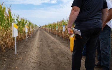 Bir grup insan, elinde bir defter ve mısır koçanı tutarak bir mısır tarlasının kenarında durup mavi gökyüzünün altındaki toprak yol boyunca bir dizi mahsul işaretini inceliyor.