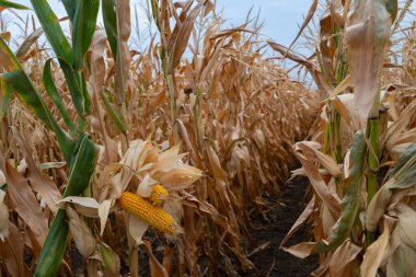Kurumuş kahverengi kabuklu ve yeşil saplarla çerçevelenmiş parlak sarı kulaklı bir mısır tarlası sahnesi. Güneş ışığı hasat dokularını ön plana çıkarıyor ve kırsal tarım ve sonbahar bolluğunu çağrıştırıyor.