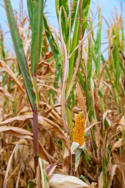 Uzun yeşil sapların ve kuru yaprakların arasında güneşte kavrulmuş altın mısır. Hasat, ekin ve kırsal yaşamı vurgulayan canlı bir tarım sahnesi.