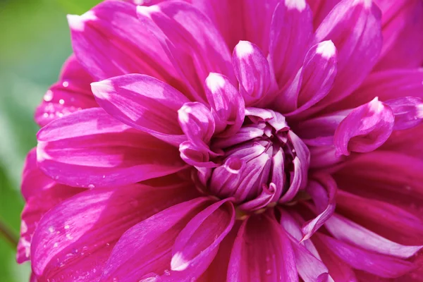 Dhalia fiore viola — Foto Stock