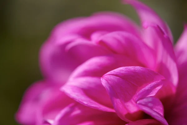 Dhalia violetti kukka — kuvapankkivalokuva