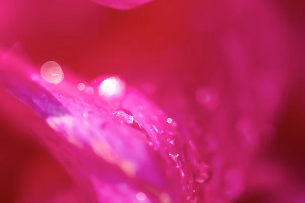 Фиолетовый цветок далии — стоковое фото
