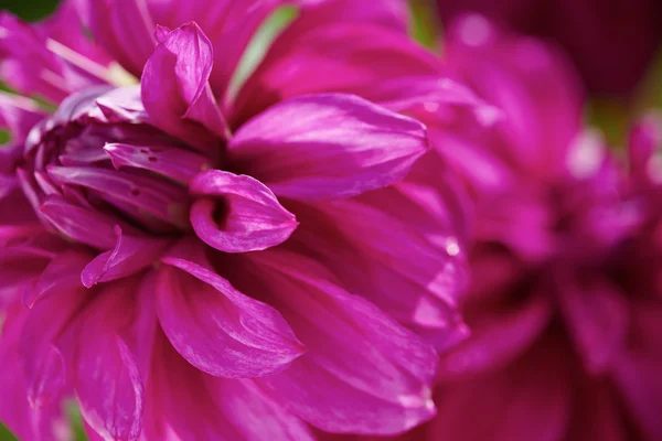 Фиолетовый цветок далии — стоковое фото