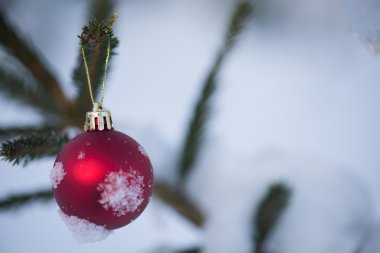taze karla kaplı çam ağacı Noel kırmızı topu