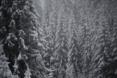 Noel evergreen Ladin Çam ağaçları doğada taze kar, buz ve buz ile kaplı