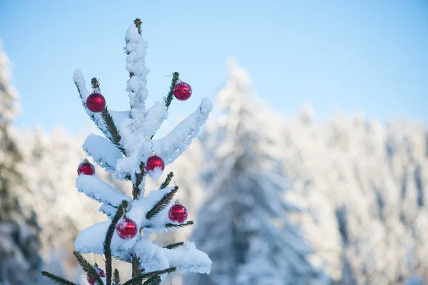 Boules Rouges Noël Sur Pin Recouvert Neige Fraîche — Photo