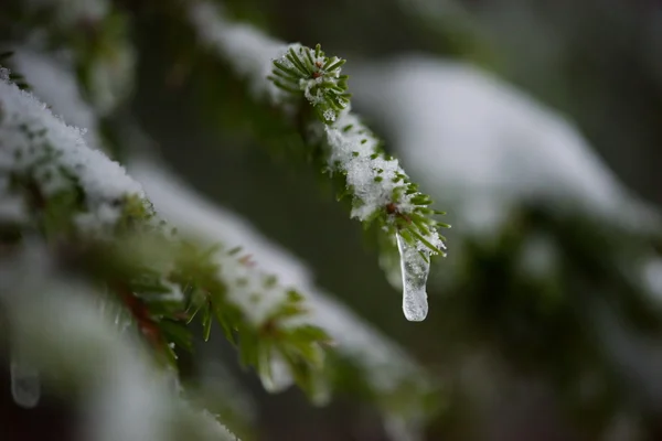 Pinheiros perenes de natal cobertos de neve fresca — Fotografia de Stock