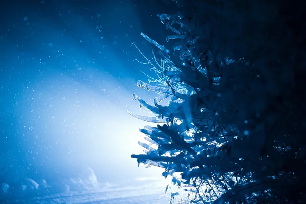 冬の夜に雪に覆われた木レンズフレアで覆われたバックライト — ストック写真