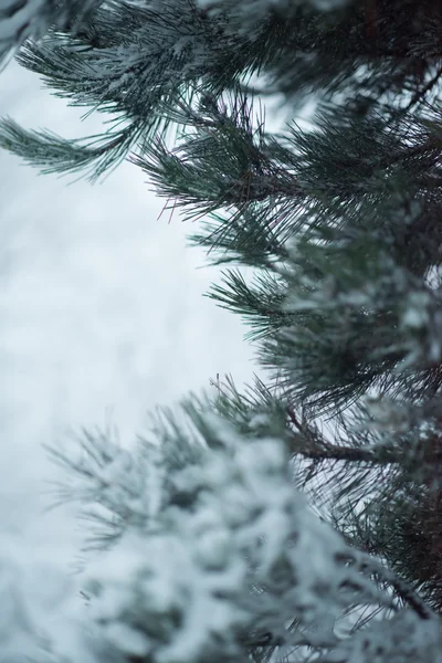 圣诞常青云杉松树 在大自然中 覆盖着新鲜的冰雪 — 图库照片