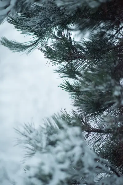 Sapin Épinette Feuilles Persistantes Noël Dans Nature Recouvert Neige Fraîche — Photo