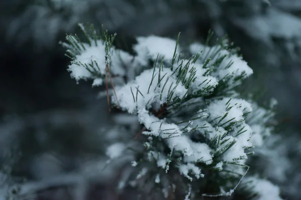 Boże Narodzenie wiecznie zielona sosna pokryta świeżym śniegiem — Zdjęcie stockowe