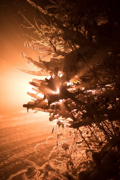 Árvore Coberta Com Neve Fresca Noite Inverno Luz Traseira Com — Fotografia de Stock