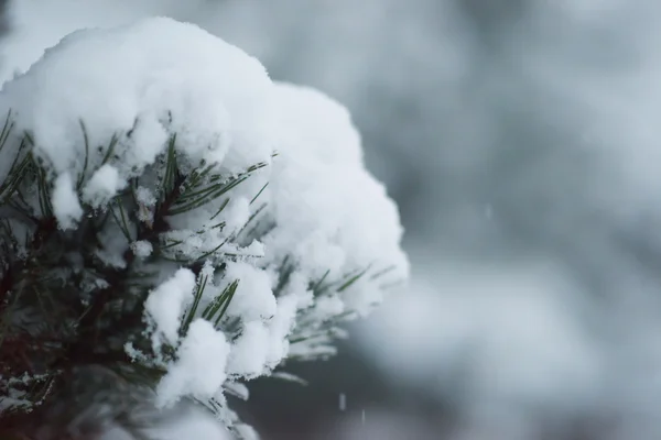 Sapin sempervirent de Noël recouvert de neige fraîche — Photo