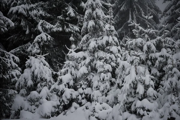 Christmas Evergreen Spruce Pine Trees Nature Covered Fresh Snow Frost — Stock Photo, Image