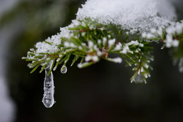 Jul Vintergrön Gran Tall Naturen Täckt Med Nysnö Frost Och — Stockfoto