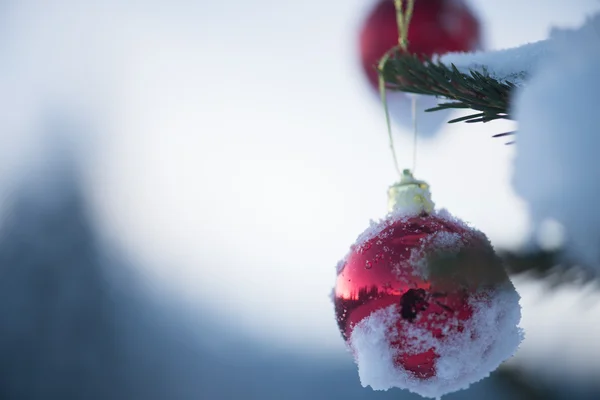 Boules de Noël sur arbre — Photo