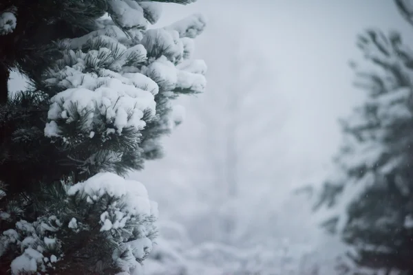 Natal Abeto Perene Pinheiro Natureza Coberto Com Neve Fresca Geada — Fotografia de Stock