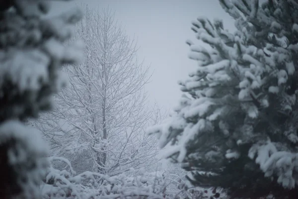 新雪に覆われたクリスマス常緑松 — ストック写真