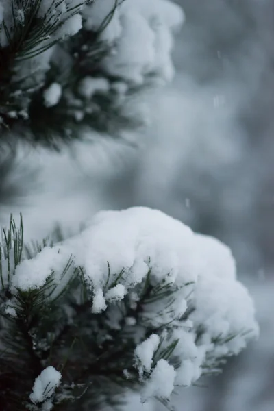 Χριστουγεννιάτικο αειθαλές πεύκο καλυμμένο με φρέσκο χιόνι — Φωτογραφία Αρχείου
