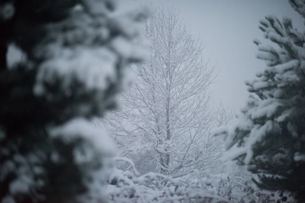 Pino perenne de Navidad cubierto de nieve fresca — Foto de Stock