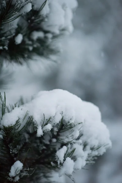 Christmas evergreen pine tree covered with fresh snow — Stock Photo, Image