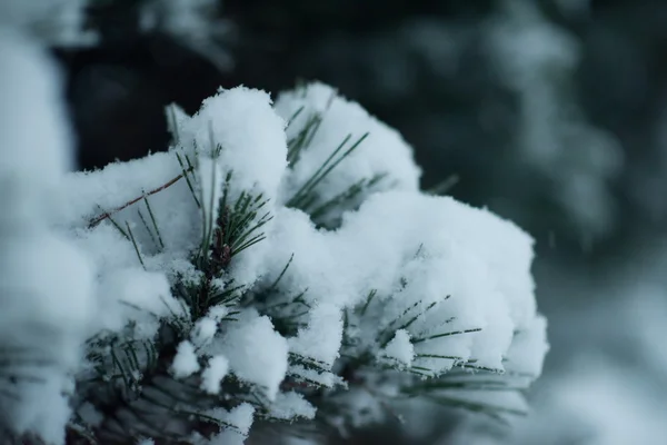 Kerstmis altijd groene dennenboom bedekt met verse sneeuw — Stockfoto