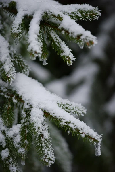 Boże Narodzenie wiecznie zielona sosna pokryta świeżym śniegiem — Zdjęcie stockowe