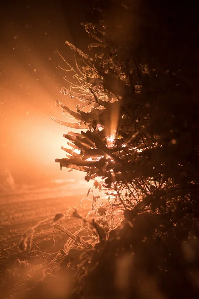 Árvore Coberta Com Neve Fresca Noite Inverno Luz Traseira Com — Fotografia de Stock