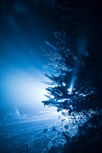 Árbol cubierto de nieve fresca en la noche de invierno — Foto de Stock