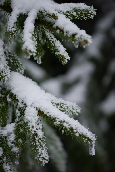 Kerstmis altijd groene dennenboom bedekt met verse sneeuw — Stockfoto