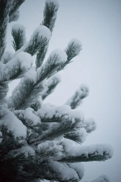 Pinheiros perenes de natal cobertos de neve fresca — Fotografia de Stock