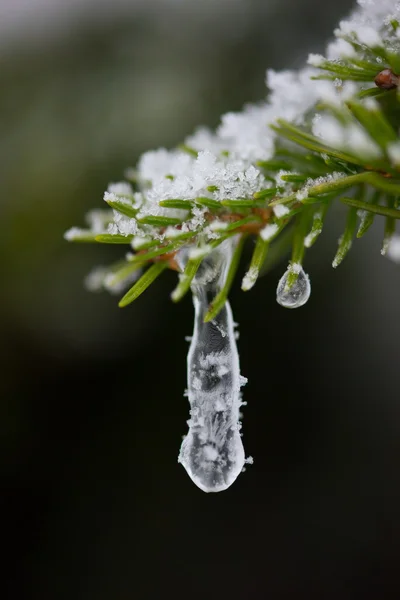 Weihnachten immergrüne Kiefer mit Neuschnee bedeckt — Stockfoto