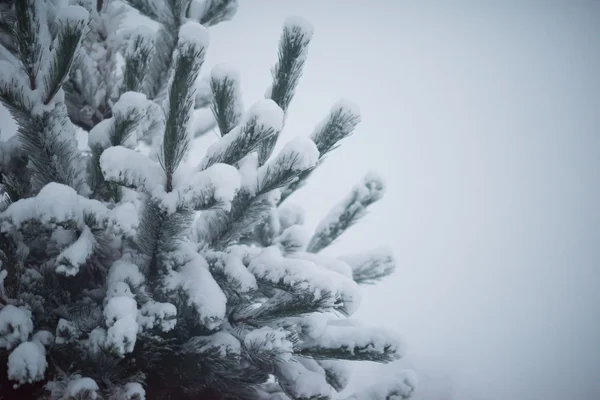 Vánoční Věčně Zelený Smrk Borovice Přírodě Pokrytý Čerstvým Sněhem Mrazem — Stock fotografie
