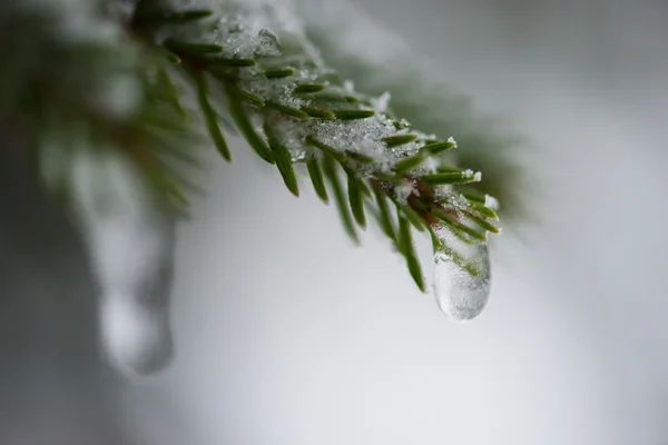 Pino Abete Rosso Sempreverde Natura Ricoperto Neve Fresca Gelo Ghiaccio — Foto Stock