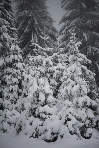 Kerstmis altijd groene dennenboom bedekt met verse sneeuw — Stockfoto