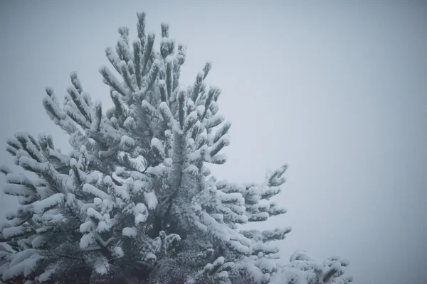 Pino perenne de Navidad cubierto de nieve fresca — Foto de Stock