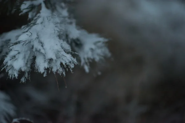 Pino perenne de Navidad cubierto de nieve fresca — Foto de Stock